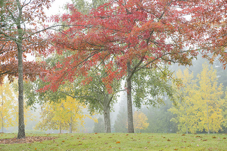 秋天薄雾中的树木图片