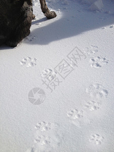 积雪中狗和它的爪印的剪裁图像图片