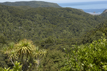 新西兰奥克热带森林图片