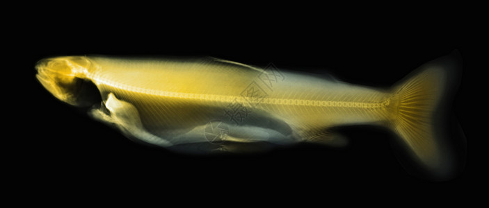 一条鳟鱼的彩色X光图片
