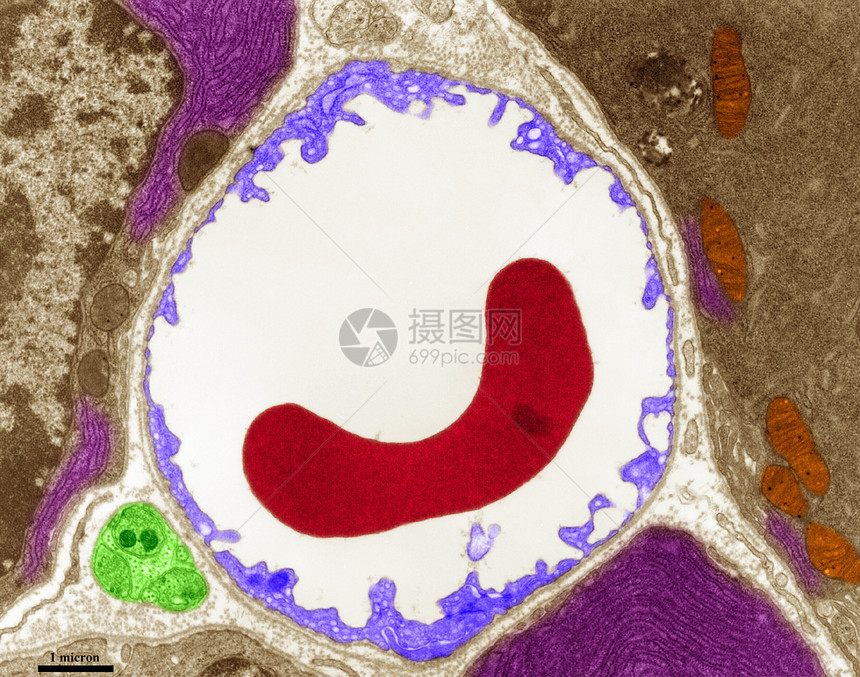 哺乳动物胰腺组织TEM图片