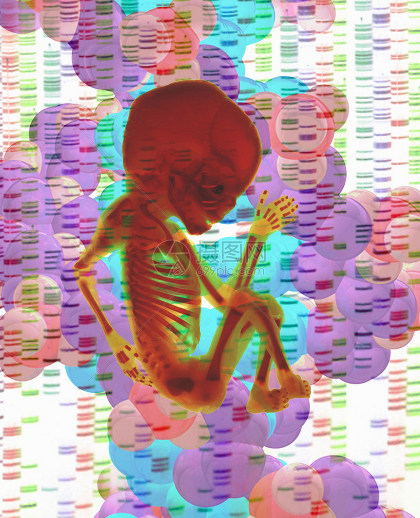 人类胎儿和DNA的数字组合图片