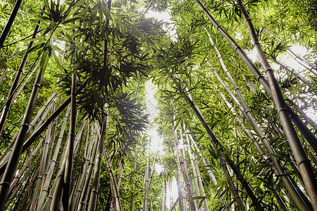 竹种植园的景色图片