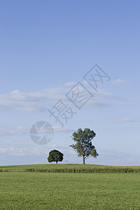 田间的两棵树和天空图片