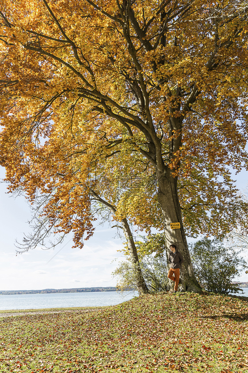 秋天男人站在树旁图片