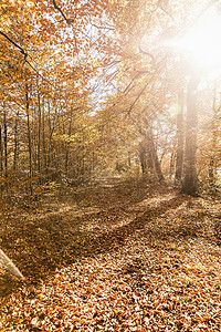 秋天阳光下森林背景图片