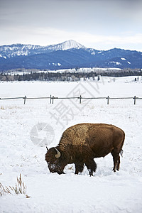 在雪中放牧的水牛图片