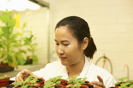 实验室中女科学家监测植物样本背景图片
