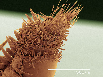 显微镜下的微生物背景图片