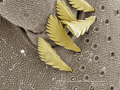显微镜下的微生物高清图片