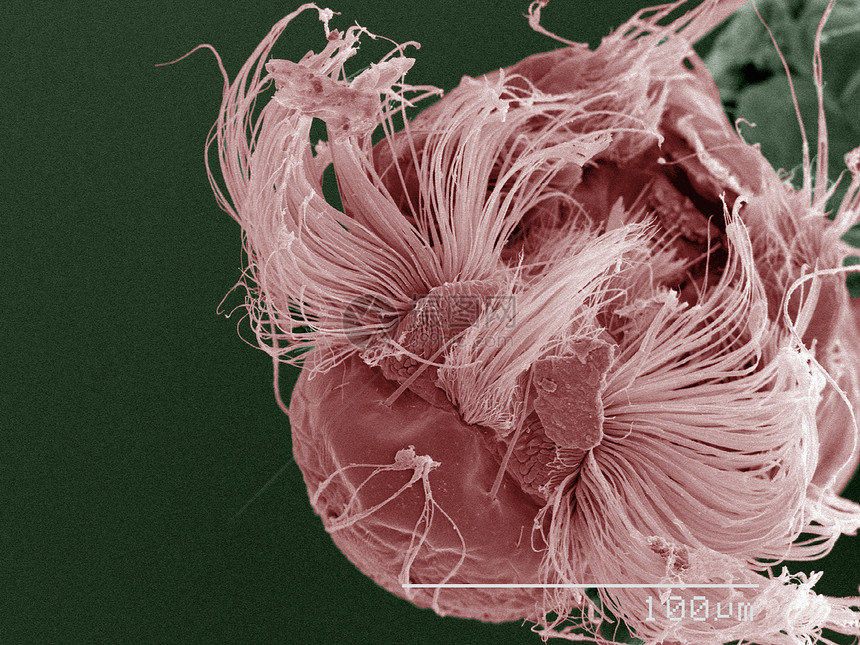 蚊卵的彩色扫描电镜图片