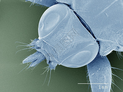彩色的louse苍蝇Hippobooscidae高端视图图片