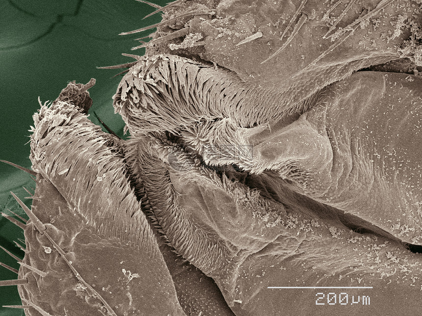 美国蟑螂嘴部的彩色SEM图片