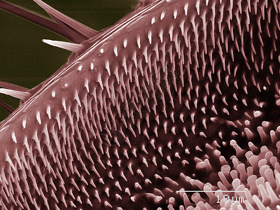 彩色甲虫的SEM图片