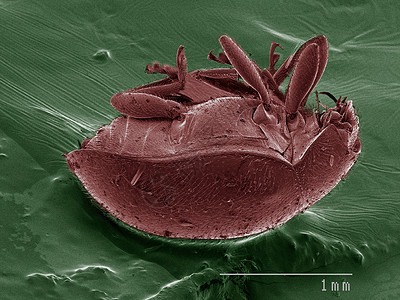 甲虫颜色的SEM图片