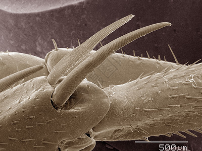 显微镜下的蟑螂标本图片