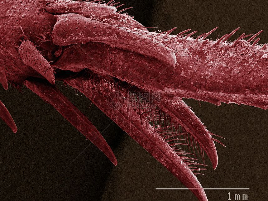 显微镜下的蟋蟀标本图片