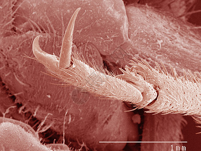 显微镜下的蟋蟀标本背景图片