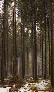 冬季树林图片