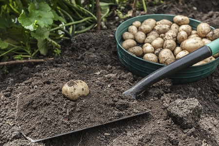 从土里挖土豆背景图片