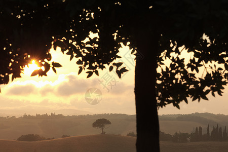 意大利托斯卡纳农村景观和树木图片
