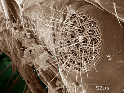 显微镜下的昆虫背景图片