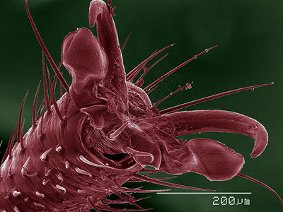 拳击手虫显微镜下的昆虫背景
