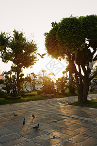日出时的鸽子泰国曼谷WatArun寺泰国曼谷图片