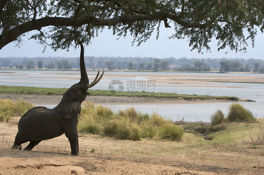 非洲大象Loxodontaafricana达到acacia树ManaPools公园津巴布韦非洲图片
