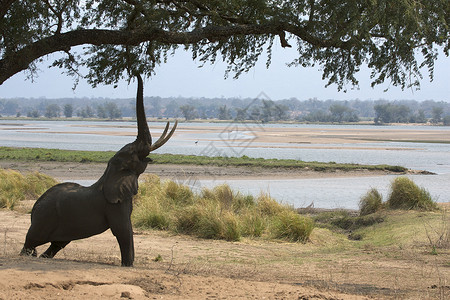 法力非洲大象Loxodontaafricana达到acacia树ManaPools公园津巴布韦非洲背景