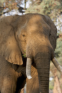 非洲大象公牛津巴布韦非洲马纳普尔公园图片