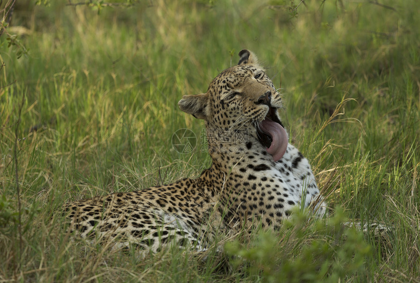 放松豹Pantherapards图片