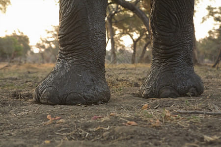 非洲大象非洲第一脚背景图片