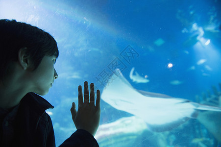 参观水族馆的男孩图片