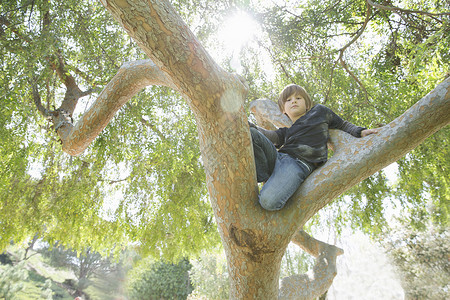 男孩躲在树上往下看图片