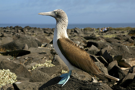 厄瓜多尔加拉帕戈斯群岛的蓝脚鲣鸟图片
