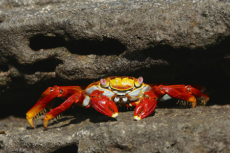 厄瓜多尔加拉帕戈斯群岛的红石蟹图片
