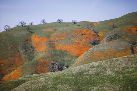 美国加利福尼亚州松露的山坡图片