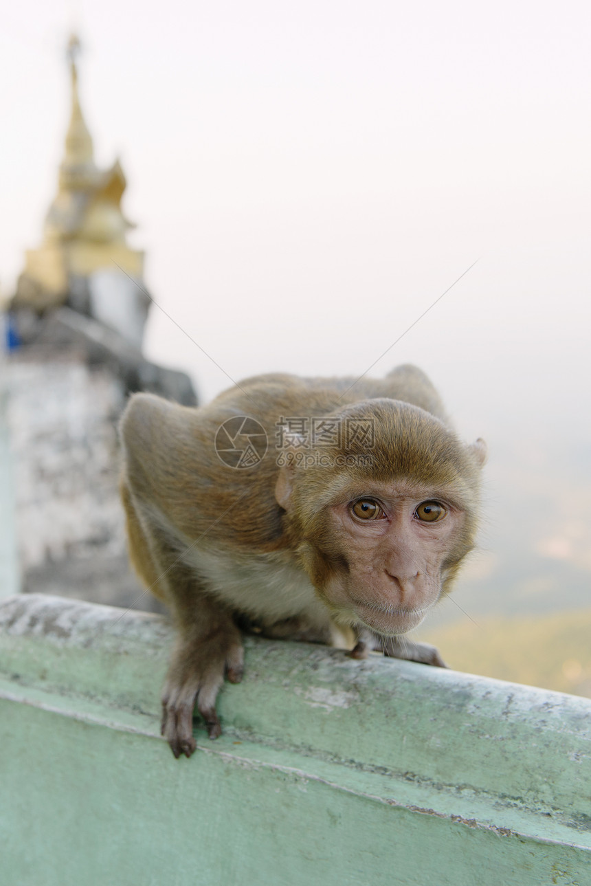 缅甸波帕山巴根猴子的肖像图片