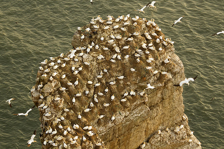 英国约克郡邦贝顿布伦岩石上成群的海鸥图片