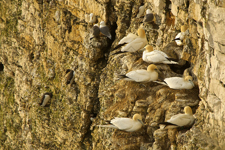 英国约克郡邦贝顿布伦岩石上成群的海鸥图片