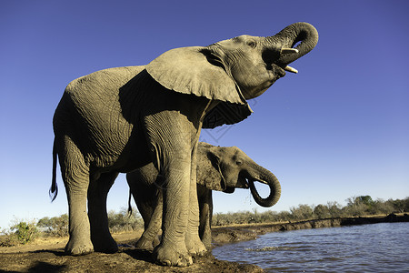 非洲大象两只大象踢球高清图片