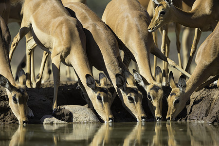 黑斑羚Aepycerosmelampus在南非水坑饮水背景图片