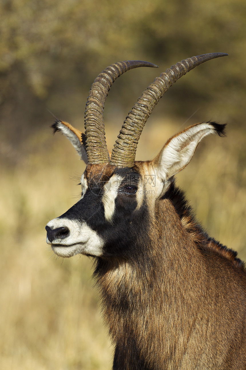 南非雄羚羊的肖像图片