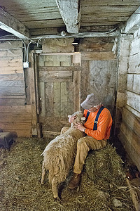 农场里农民给羊剪羊毛图片