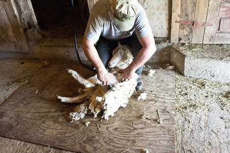 农场里农民给羊剪羊毛图片