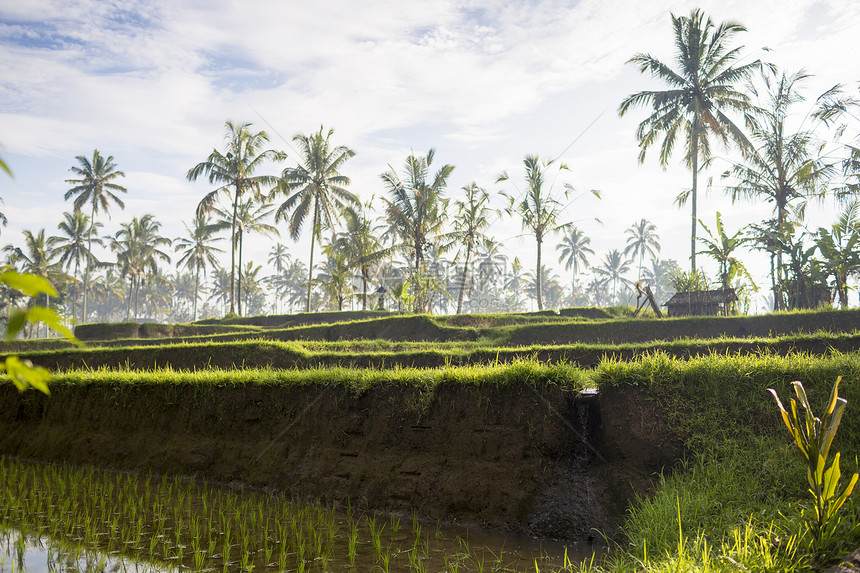 印度尼西亚巴厘乌布德附近的油田图片