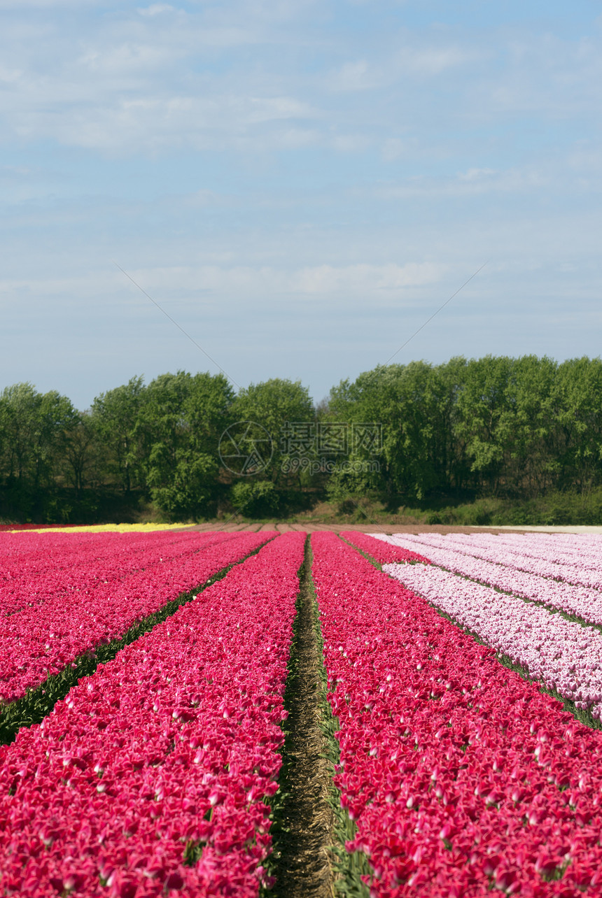 盛开鲜花的荷兰图片