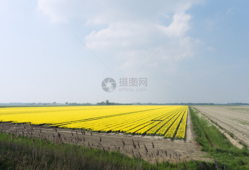 盛开鲜花的田地图片