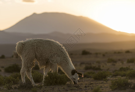玻利维亚比亚阿洛塔南尔提平原的美洲驼在吃草高清图片